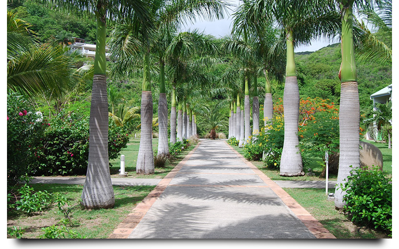 royal palm trees naples